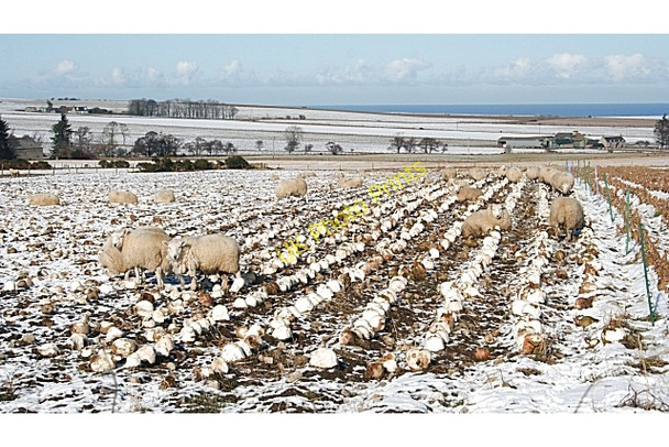 Photo 6"x4" Neeps and Sheep Fordyce c2010