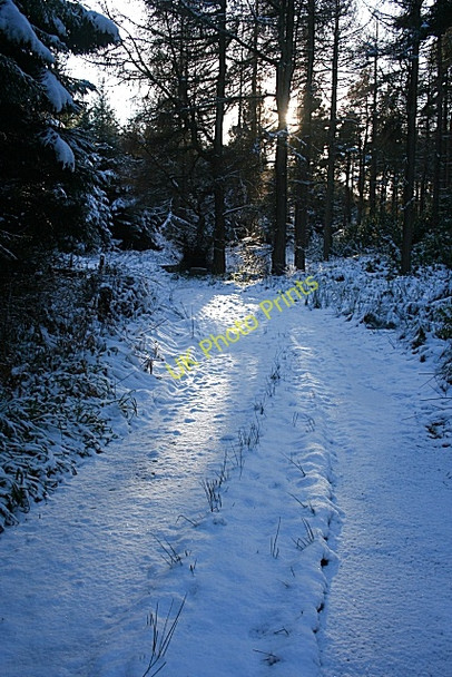 Photo 6"x4" Forest Track Cullen\/NJ5167 c2010
