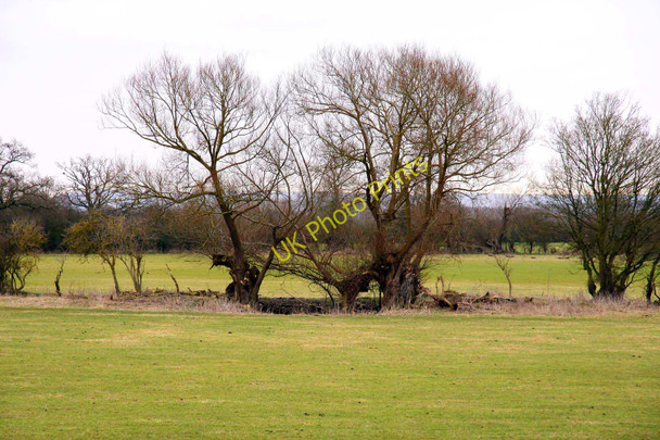 Photo 6"x4" Willow trees near Waterperry Waterperry\/SP6206 c2010