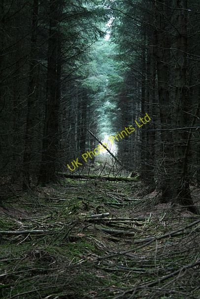 Photo 6"x4" Tree Ranks in Cropton Forest (2) Stape c2008