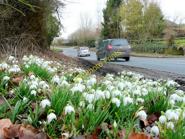 Photo 6"x4" Snowdrops at Crossway 3 Crossway\/SO6131 c2010
