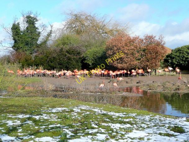 Photo 6"x4" Caribbean Flamingos at Slimbridge WWT Shepherd's Patch c2010