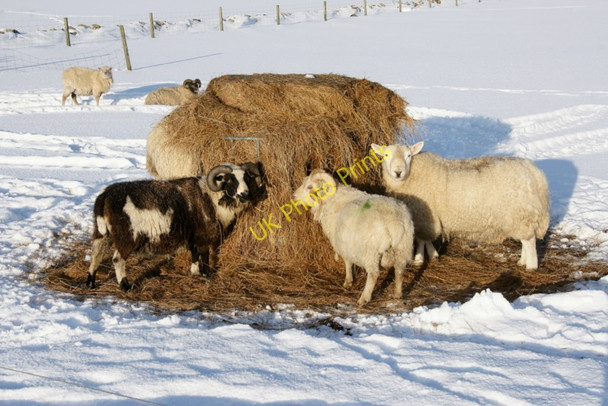 Photo 6"x4" Sheep feeding on silage in the snow, Baltasound Baltasound c2010
