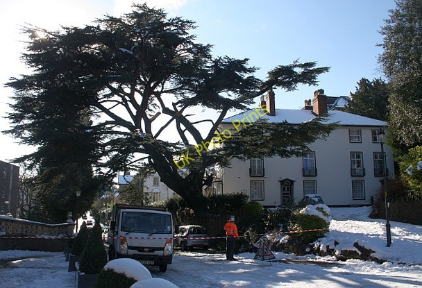 Photo 6"x4" Cedar tree in Abbey Road Great Malvern c2010