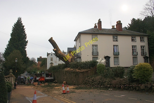 Photo 6"x4" Cedar tree trunk in Abbey Road Great Malvern c2010