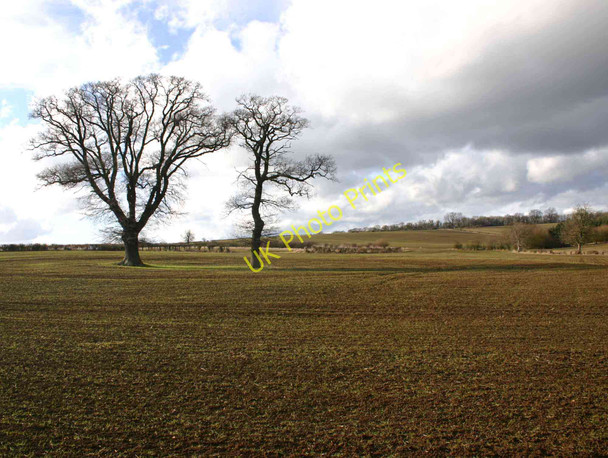 Photo 6"x4" Two trees in a field Ettington c2010