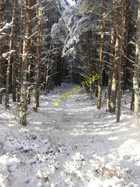 Photo 6"x4" Path in forest near Inverglass Insh\/NH8101 c2010
