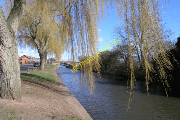 Photo 6"x4" Willows on Beeston Canal Beeston\/SK5236 c2008