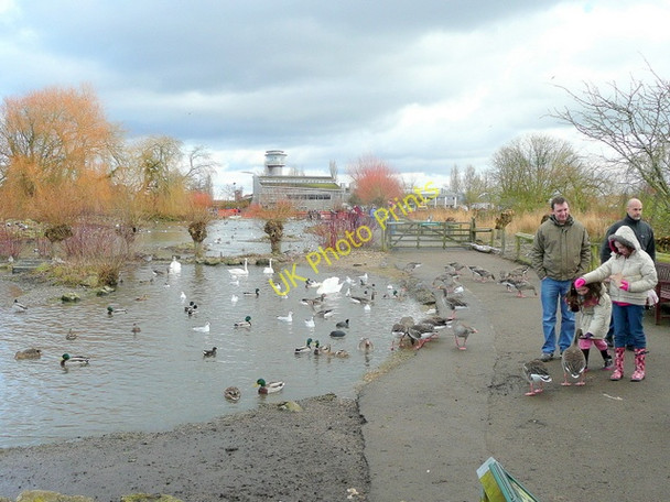 Photo 6"x4" Wildfowl and Wetlands Trust, Slimbridge Shepherd's Patch c2010