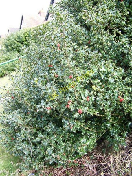 Photo 6"x4" Holly, Castle Road Salisbury c2010