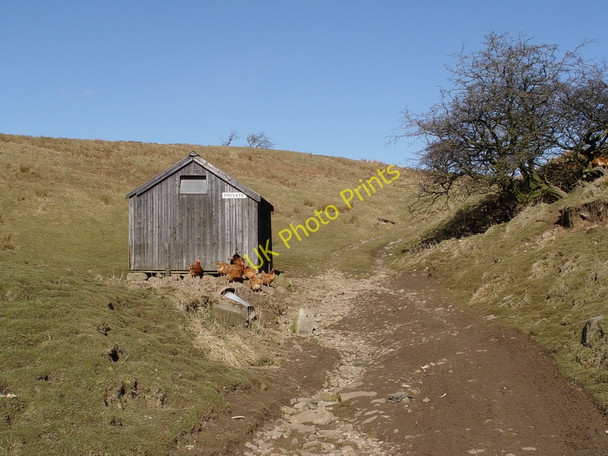 Photo 6"x4" Not For Public Hens Fair Oak\/SD6446 c2010