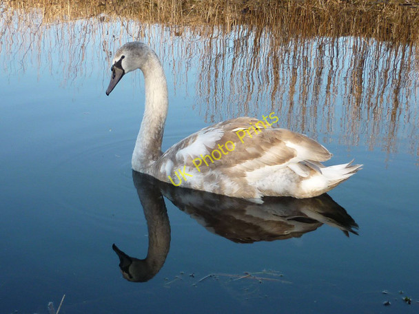 Photo 6"x4" No ugly duckling Yealand Redmayne c2010
