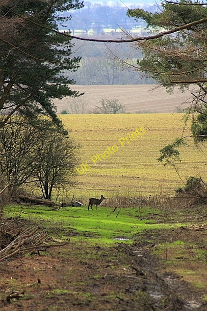 Photo 6"x4" Deer in Ride, Whin Covert East Ayton c2010
