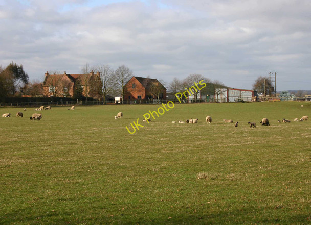 Photo 6"x4" Lambs on Daisy Hill Farm Heath End\/SP2360 c2010
