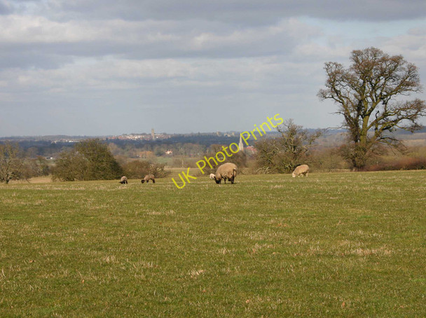 Photo 6"x4" Lambs on Daisy Hill Farm Heath End\/SP2360 c2010