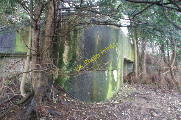 Photo 6"x4" Trees by the pillbox Little Heath\/SU6573 c2010