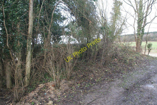 Photo 6"x4" Lost in the copse Little Heath\/SU6573 c2010