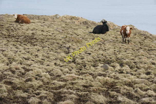 Photo 6"x4" Cattle near Hagdale Clibberswick c2010