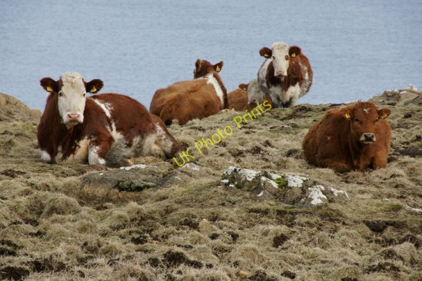Photo 6"x4" Cattle near Hagdale Clibberswick c2010 P1