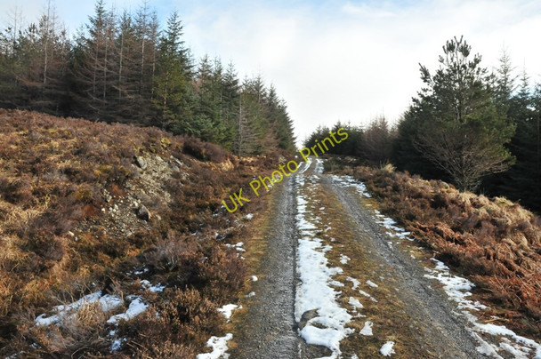 Photo 6"x4" Forest track near Loch Crann Abhainn Dubh\/NH0757 c2010