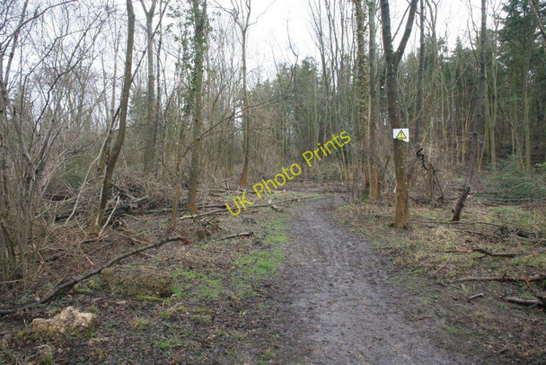 Photo 6"x4" Footpath in the wood Little Heath\/SU6573 c2010