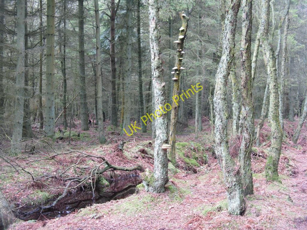 Photo 6"x4" Woodland at Portmoak Moss Kinnesswood c2010