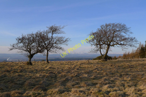 Photo 6"x4" Trees on the ridge above Scone Corsiehill c2010