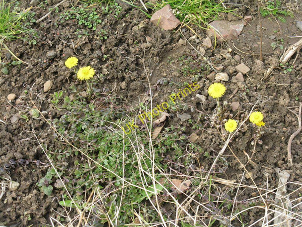 Photo 6"x4" Coltsfoot by the roadside Prestonpans c2010