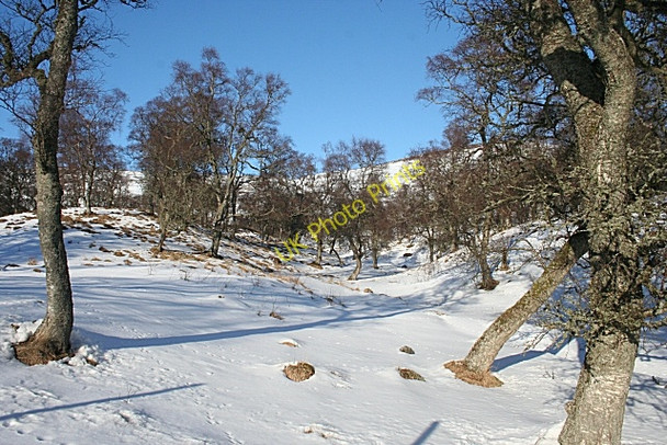 Photo 6"x4" Birch Woods near Inchdowrie Wester Eggie c2010