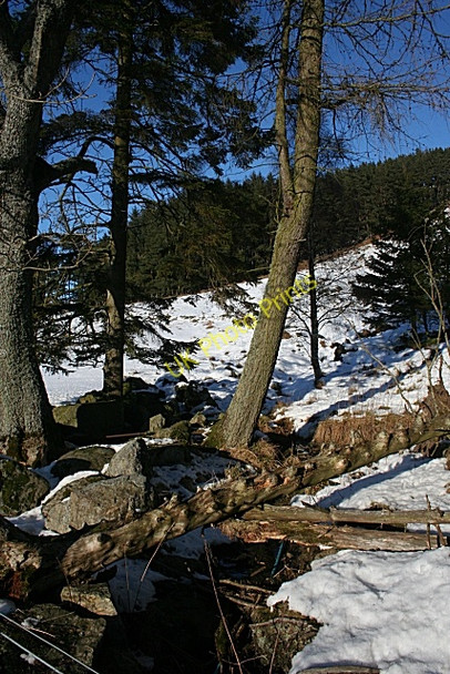 Photo 6"x4" A Knobbly Log Rottal c2010