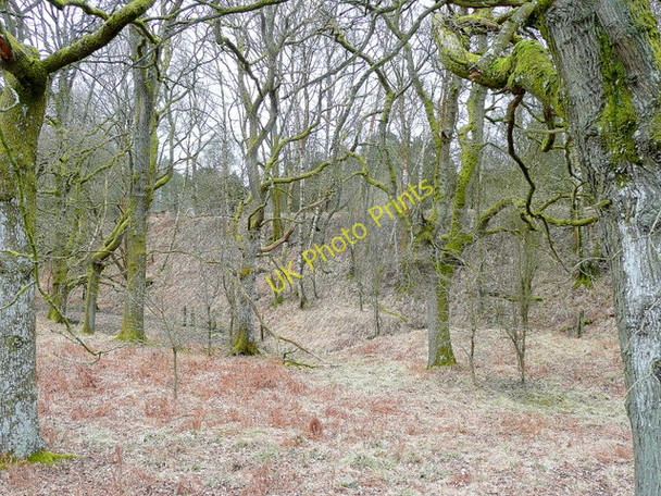 Photo 6"x4" Forest of Dean near Brandrick's Green Parkend\/SO6108 c2010