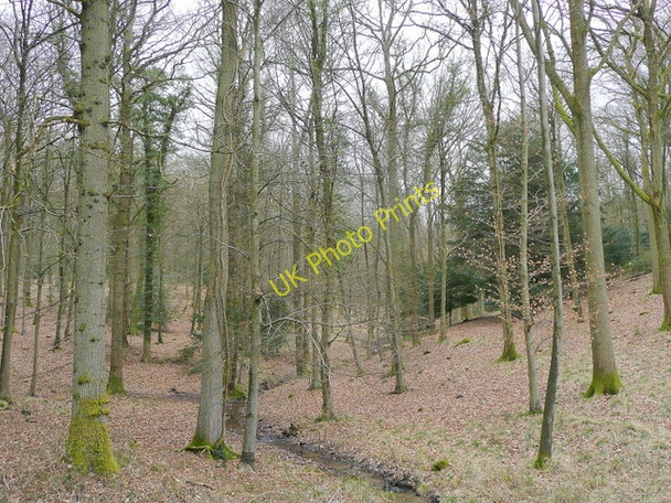 Photo 6"x4" Beech and oak forest Lower Soudley c2010