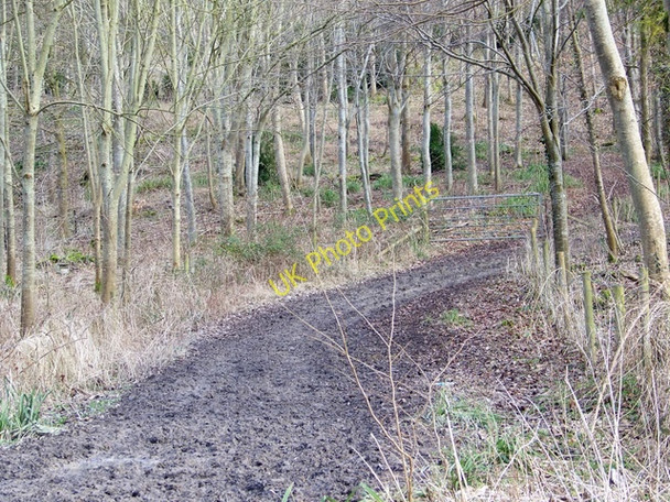 Photo 6"x4" Bridleway, Handford Hanford\/ST8411 c2010