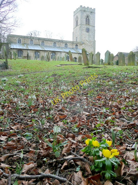 Photo 6"x4" Winter Aconite, Eranthis hyemalis Scotter c2010