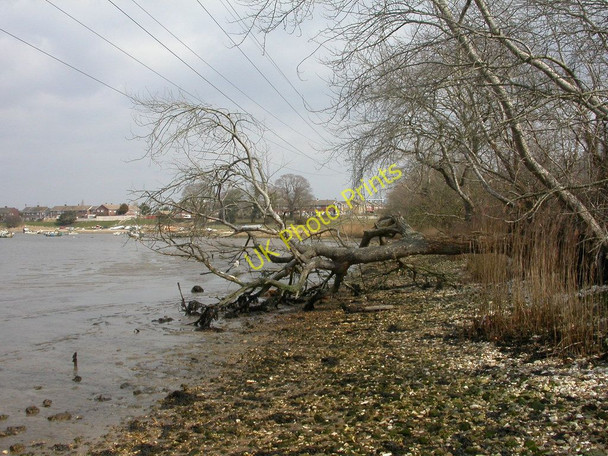 Photo 6"x4" Turlin Moor, fallen tree East Holton c2010