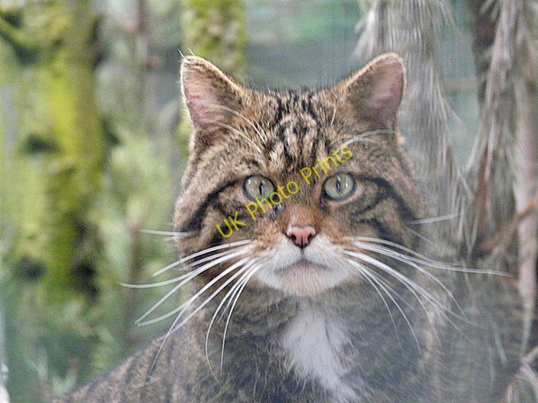 Photo 6"x4" Wildcat at the Highland Wildlife Park Balavil\/NH7902 c2010
