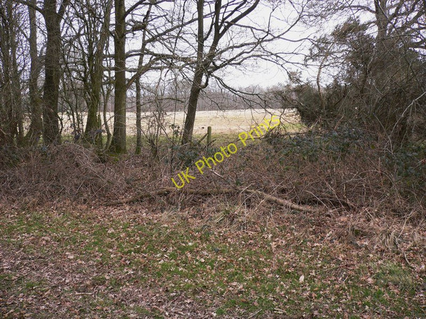 Photo 6"x4" Field by Birchfield Copse Plaistow\/TQ0030 c2010
