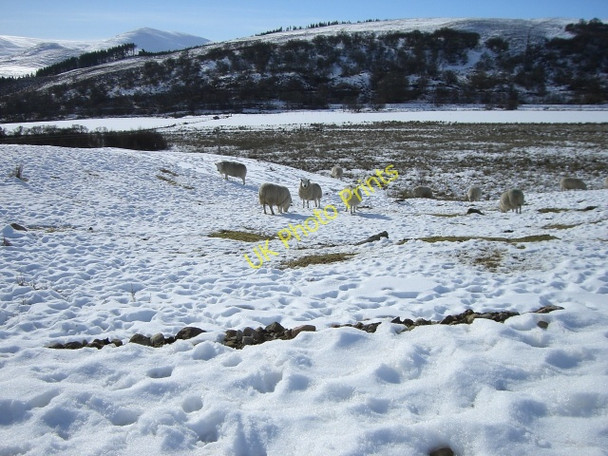 Photo 6"x4" Foraging sheep, Strath of Kildonan Kildonan Fm c2010