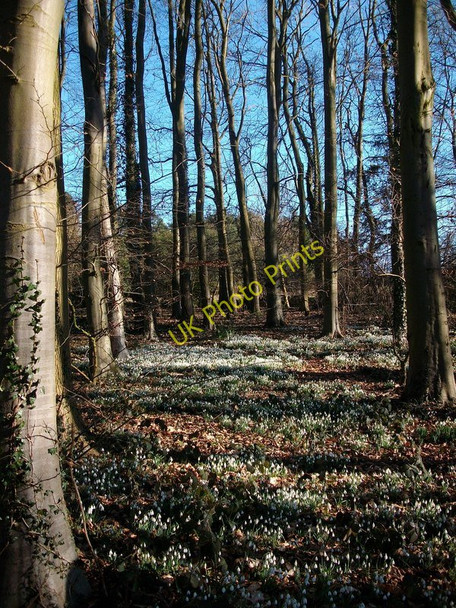 Photo 6"x4" Woodland scene of snow drops Burlingham Woods Burlingham Green c2010