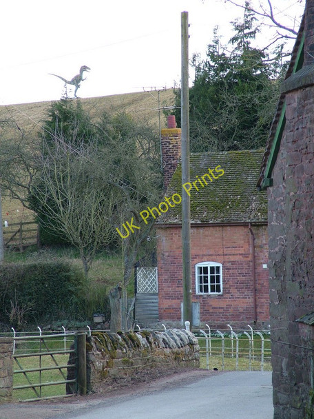 Photo 6"x4" Rare and unusual local Worcestershire livestock. Berrington\/SO5767 c2010