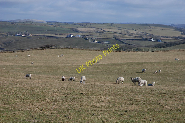 Photo 6"x4" Grazing near Troed-y-foel farm Blaenplwyf\/SN5775 c2010
