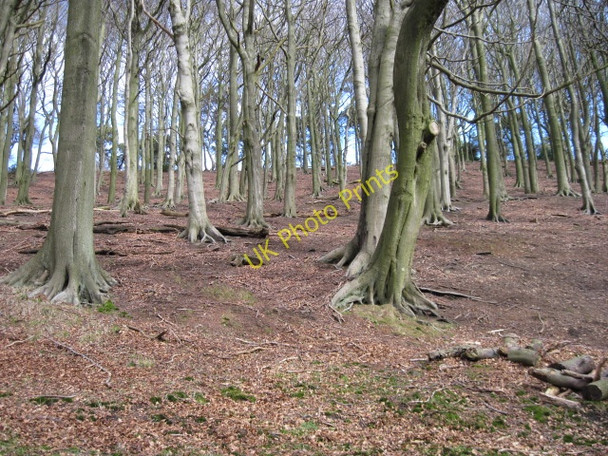 Photo 6"x4" Hillside of Limb Valley Whirlow c2010