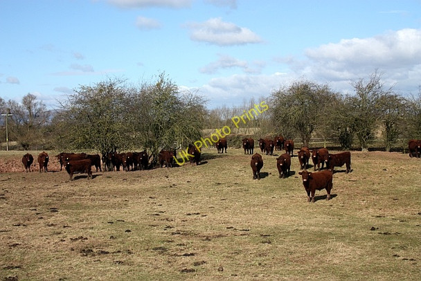 Photo 6"x4" How now, brown cow Naunton\/SO8739 c2010