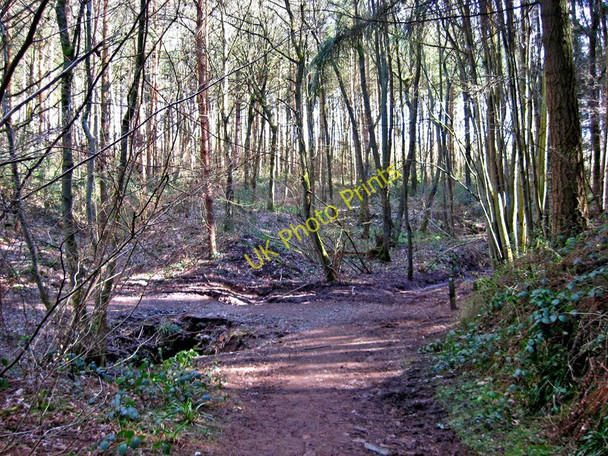 Photo 6"x4" Footpath junction, Eymore Wood Holbeache c2010