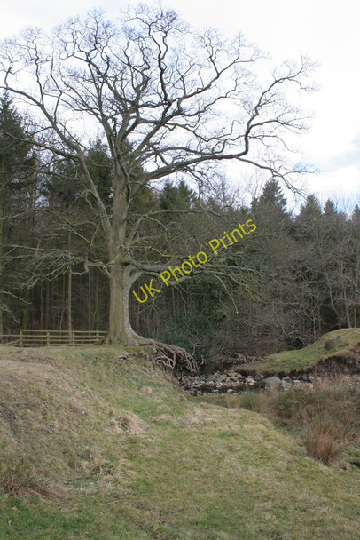 Photo 6"x4" Bank Erosion, Riffa Beck Newby\/SE2647 c2010