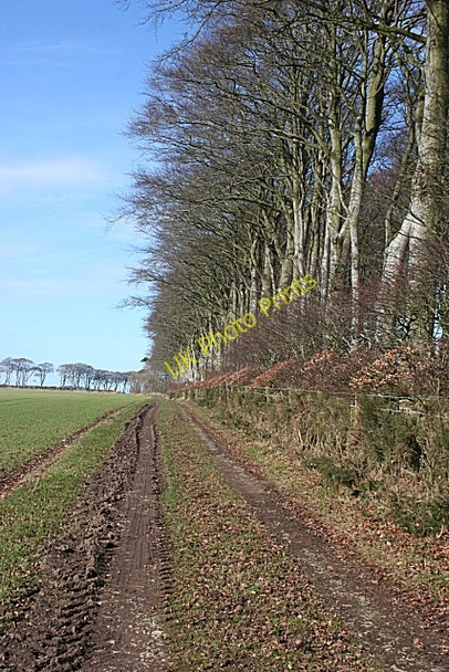 Photo 6"x4" Beech Avenue Clola c2010