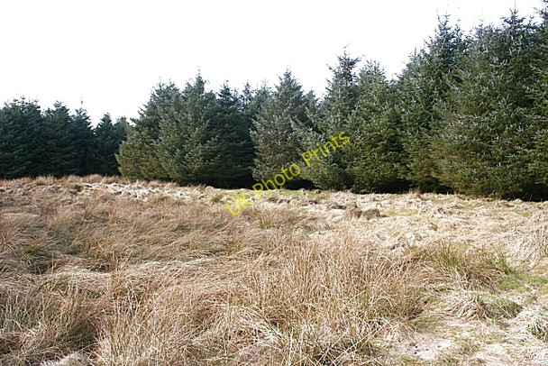 Photo 6"x4" Forest Clearing Nether Kinmundy c2010