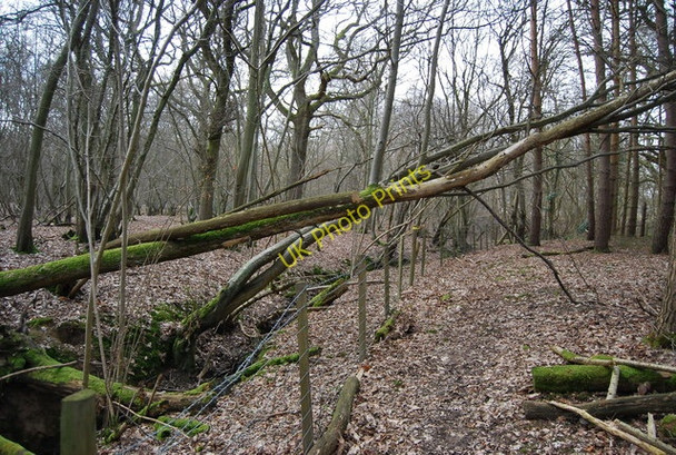 Photo 6"x4" Footpath by a small stream, Brown's Wood Lamberhurst Quarter c2010