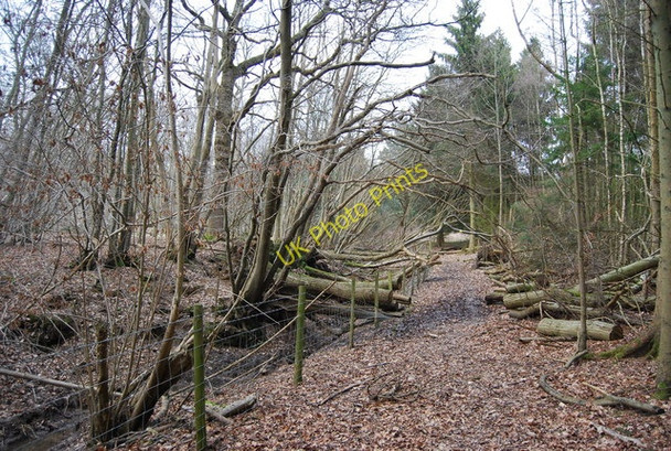 Photo 6"x4" Footpath through Brown's Wood Lamberhurst c2010