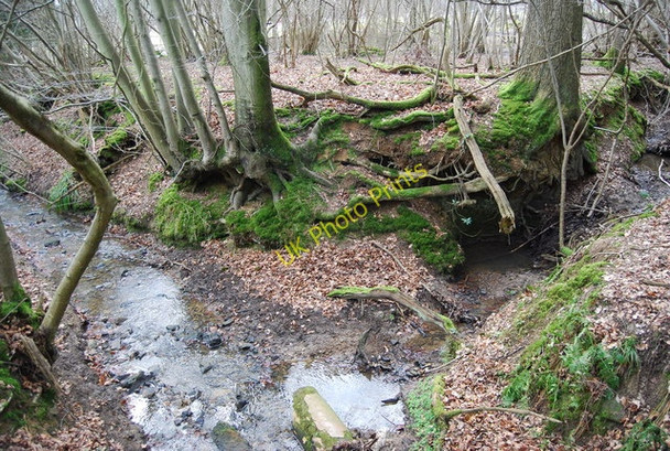 Photo 6"x4" Confluence of small streams, Brown's Wood. Lamberhurst c2010
